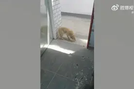 狗狗失踪7年后回家主人煮饺子庆团圆：以后会看管好、照顾好图片