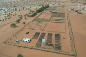 毛里塔尼亚环境部长：中非绿色合作播种非洲“绿色长城”的未来图片
