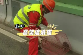 你在上海高架上遇见过小猫吗？为了让它们安全落地，原来这些人一直在努力图片