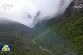 我国珍稀濒危物种数量实现稳中有升图片
