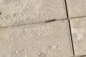 成都升温千足虫满街爬？专家：是马陆，可能引起过敏图片