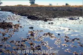 大自然的微观世界：鲇鱼生命力太顽强，干旱之地竟然也可以生存视频封面