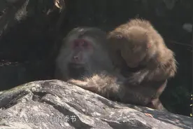 大黄山：猴王可以和所有雌性交配繁衍，而雌猴为了后代竟这样做视频封面