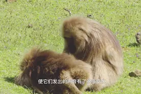 灵长动物王国：狮尾狒交配全靠声音，原来狒狒也是声控