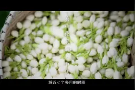 影视：茉莉花茶加工得七个月，比任何一款茶的工时都长视频封面