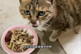 今年的劳模小猫咪 毫无疑问依然是大咪