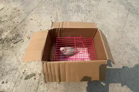 老三被隔壁镇的老乡收养了，剩下六只小家伙 #手养牡丹鹦鹉