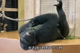 大猩猩的繁衍 #神奇动物在抖音 #动物的迷惑行为 #动物世界