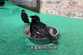 八哥分公母技巧，看完你也能分辩公母#动物 #八哥鸟 #八哥分公母视频封面
