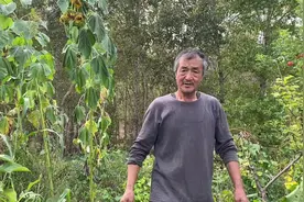 东北的鸡心果快没了！农村夫妻把最后一棵树都摘了#记录真实生活