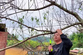 种了6年的桃树，每年桃子越结越小，这是为什么呢#我的乡村生活