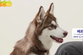 犬种百科|哈士奇，拥有自由的灵魂 #哈士奇 #狗狗 #汪星人