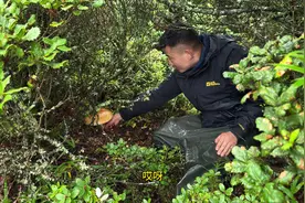 听说我的菌窝被人找到了，幸好我还有一个超级菌窝，1小时捡一筐