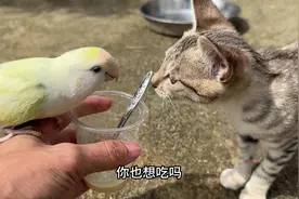 我家小猫咪已经可以跟小鸟和谐共处#动物 #鸟 #小猫咪