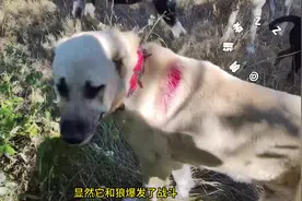 狼与牧羊犬单挑，狗凭借体型优势击败野狼##坎高犬视频封面