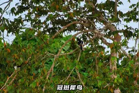 他们是自然界的模范夫妻，忠贞不二、相濡以沫的爱情让人艳羡视频封面