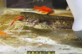 被关一个礼拜的大口鲶出来放风，横冲直撞怒吞两条草金#猛鱼捕食
