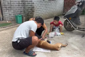 小狗被车压的第3天，骨头直接压碎了，还能好起来吗？#狗狗
