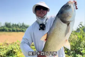 小伙野钓鲢鳙，今天又破记录了，这鱼力气真大