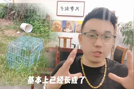 你家狗几岁相当于人类多大？狗类年龄计算方法