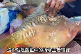 镜鲤，也叫三道鳞这种鲤鱼居然长成这样#鲤鱼 #科普知识 #淡水鱼