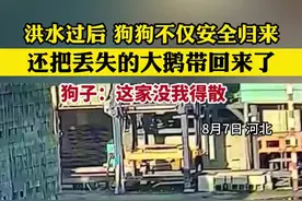 洪水后狗狗带鹅安全回家 狗子：这家没我得散图片