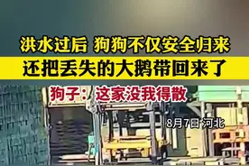 洪水后狗狗带鹅安全回家 狗子：这家没我得散图片