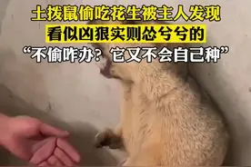 土拨鼠偷吃花生被主人发现，看似凶狠实则怂兮兮的，“不偷咋办？它又不会自己种”图片