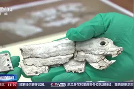距今6300年左右！红山文化早期龙形蚌饰成功复原图片