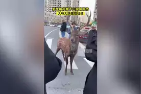 梅花鹿现身闹市大爷大妈围观抚摸，网友：这是“小鹿乱撞”图片