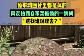 原来动画片里都是真的，网友拍到自家菜被偷的一瞬间，“这找谁说理去？”图片