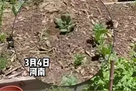 原来动画片里都是真的，网友拍到自家菜被偷的一瞬间，“这找谁说理去？”图片