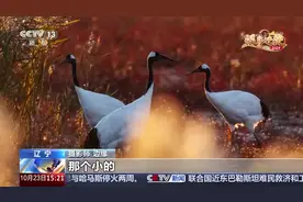 中央媒体看辽宁丨央视《新闻直播间》：辽河口湿地 镜头中的鹤乡变迁图片