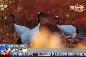 中央媒体看辽宁丨央视《新闻直播间》：辽河口湿地 镜头中的鹤乡变迁图片
