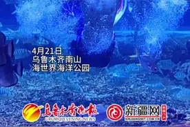 视频 | “男美人鱼”亮相乌鲁木齐图片