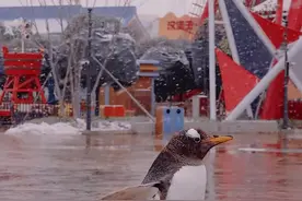 郑州海昌的企鹅出来看雪啦，网友：确认过画面，是“中牟朗玛峰的企鹅”图片