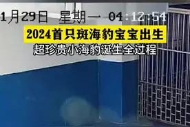 珍贵视频！镜头记录斑海豹生产全过程图片
