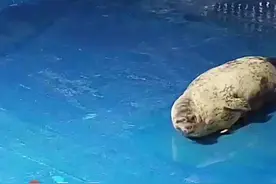 珍贵视频！镜头记录斑海豹生产全过程图片
