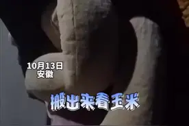 为了防止别人偷自家玉米，女子妈妈用一米多大熊玩偶看玉米，当事人：用了好几年，我妈让我别跟别人说图片