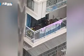 一居民在5楼阳台养了7头牛？相关部门督促已将牛运走图片