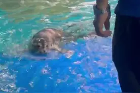 海豹妈妈一眼认出自家宝宝图片