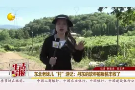 东北老妹儿“村”游记｜丹东的软枣猕猴桃丰收了图片