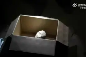 【#猫头鹰幼崽猛盯警察一脸好奇#】图片