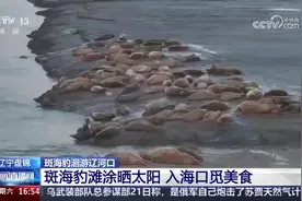 辽宁盘锦：春回大地 斑海豹洄游辽河口图片