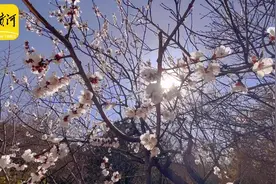 春分日，千佛山上山桃花朵朵开图片