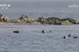 渤海精灵斑海豹图片