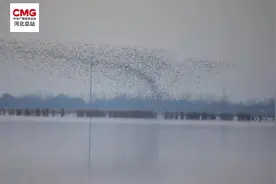 大量迁徙鸟类经过衡水湖，天空出现鸟浪奇观图片