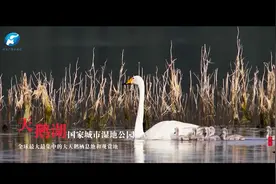 黄河三门峡 美丽天鹅城图片