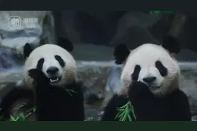 前方高萌！杭州新“滚滚”过得怎么样 点开“云见面”图片