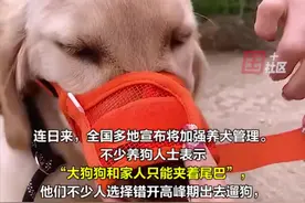 狗嘴套销量近期倍增 部分店铺卖断货：有的店销量达10万+图片